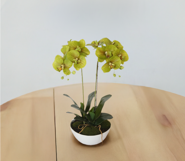 50cm Dual Butterfly Orchid - Cream