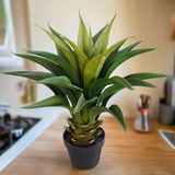 Agave 60cm Plant