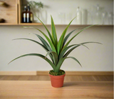 Artificial Dracaena Plants 80cm