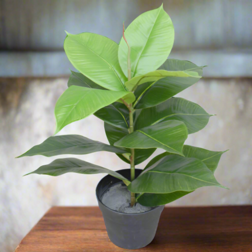 Artificial Potted Rubber Plant 55cm