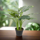 Artificial Potted Taro Plant / Elephant Ear 70cm