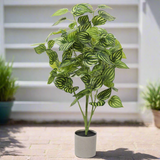 Bright Mixed Philodendron Plant 70cm