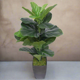 Dense Fiddle Leaf Fig Tree 70cm4