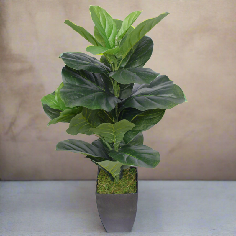 Dense Fiddle Leaf Fig Tree 70cm4