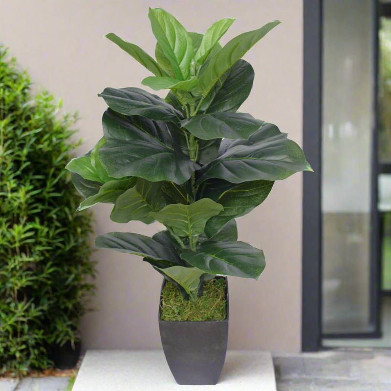 Dense Fiddle Leaf Fig Tree 70cm