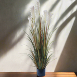 Flowering Native Fox Tail Grass 120 cm