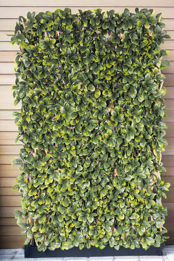 Laurel Hedge Extendable Light Timber Trellis / Screen 2 Meter By 1 Meter UV Stabilised