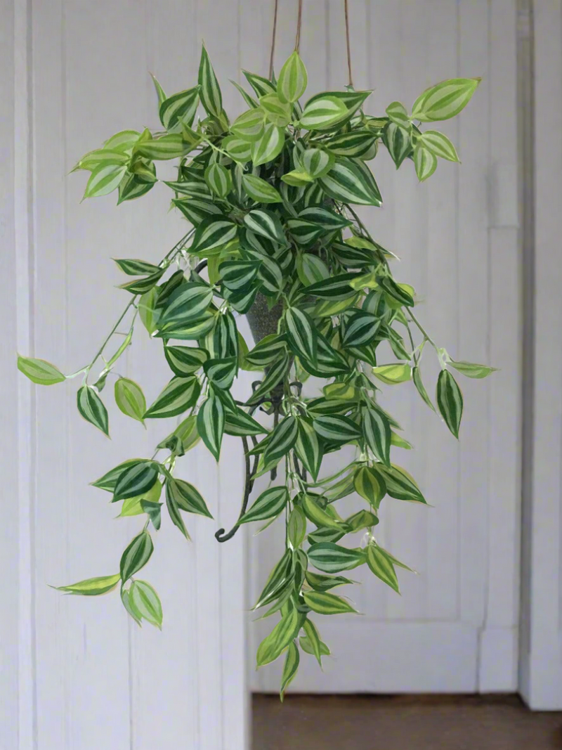 Mixed White and Green Hanging Philodendron Bush 80cm2