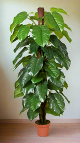 Money Plant (Aureus) 185cm