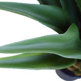 Agave 60cm Plant3