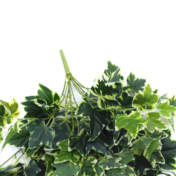 Mixed Green and White Tipped Ivy Bush 100cm2