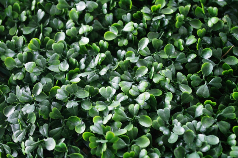 Portable Boxwood Hedge UV Stabilised 75cm High 100cm Long2